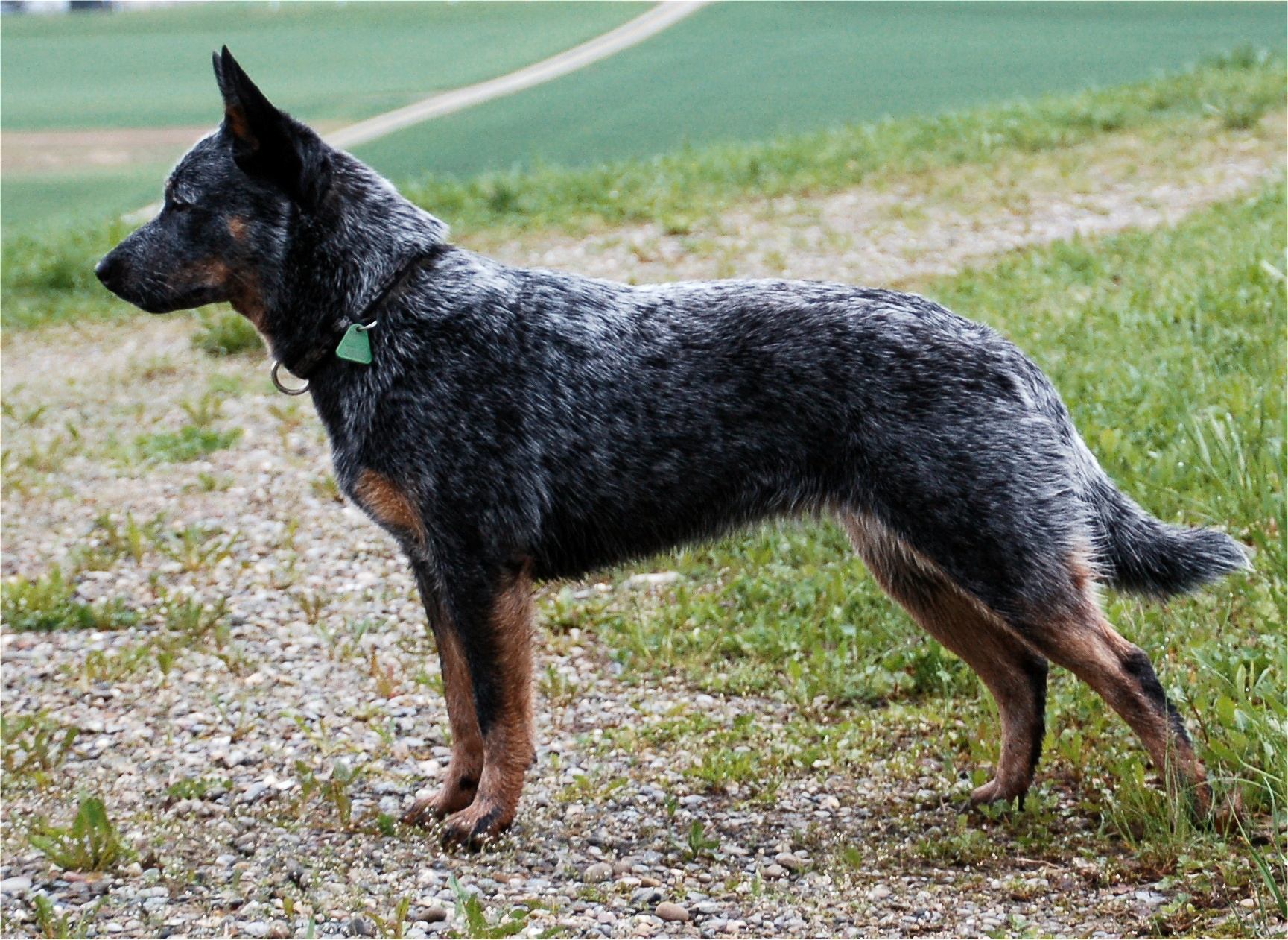 Australian Cattle Dog – Dog Breed and | Livelife