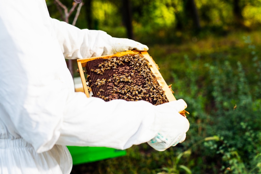 Bee keeping