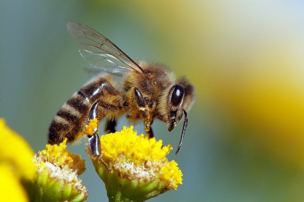 Native honeybees
