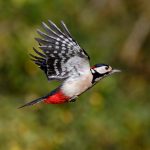 The Great Spotted Woodpecker