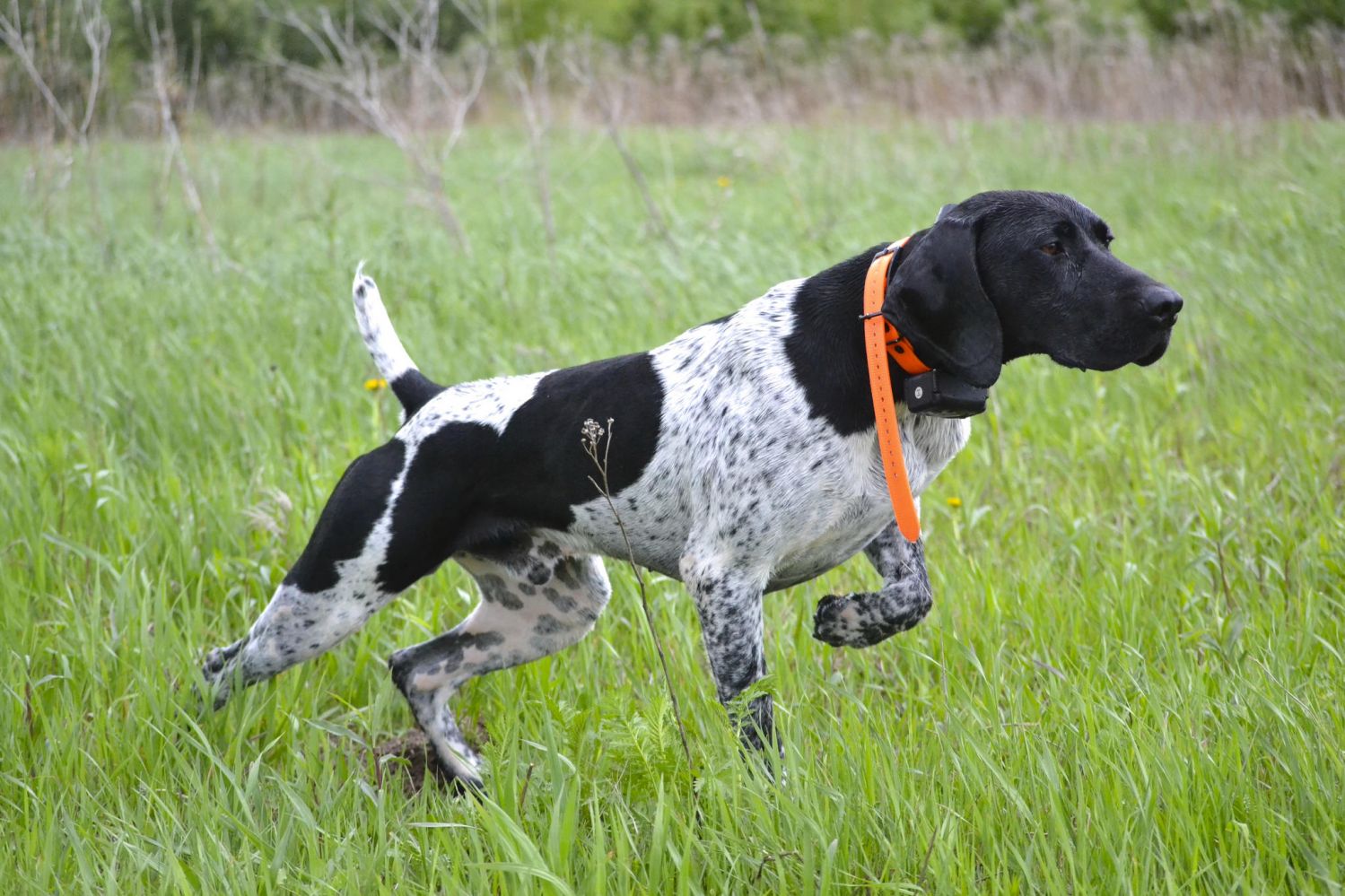 Canadian Pointer – Dog Breed 