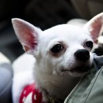 Chihuahua – Dog Breed Information and Pictures