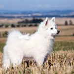 German Spitz – Dog Breed Information and Pictures