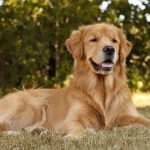 Golden Retriever – Dog Breed Information and Pictures