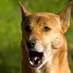 New Guinea Singing Dog – Dog Breed Information and Pictures