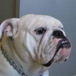 Old English Bulldog – Dog Breed Information and Pictures