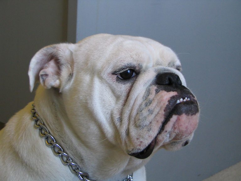 Old English Bulldog Dog Breed Information and Pictures
