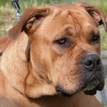 Perro de Presa Mallorquin – Dog Breed Information and Pictures