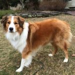 Scotch Collie – Dog Breed Information and Pictures