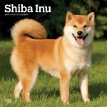 Shiba Inu – Dog Breed Information and Pictures