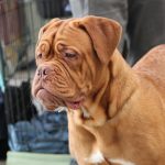 The Dogue de Bordeaux – Dog Breed Information and Pictures