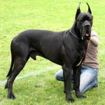 The Great Dane – Dog Breed Information and Pictures