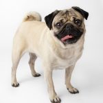 The Pug – Dog Breed Information and Pictures