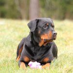 The Rottweiler – Dog Breed Information and Pictures