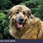 Cao da Serra da Estrela – Dog Breed Information and Pictures