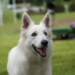 Berger Blanc Suisse – Dog Breed Information and Pictures