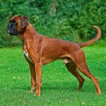Boxer – Dog Breed Information and Pictures