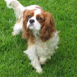 Cavalier King Charles Spaniel – Dog Breed Information and Pictures