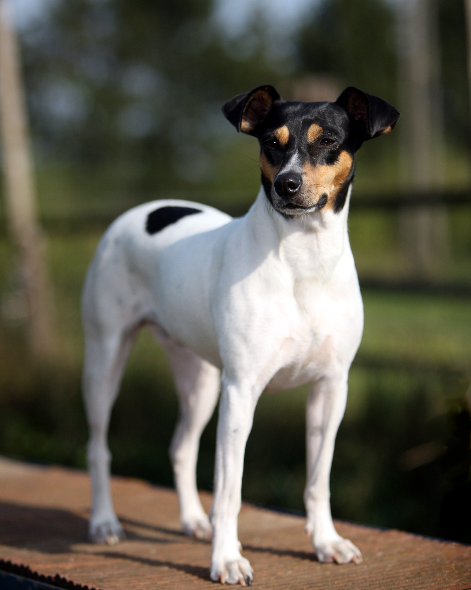 Chilean Fox Terrier Dog Breed Information And Pictures Livelife