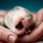 Finding a Veteran for your Ferret