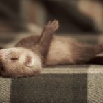 Ferret Health Spaying and Neutering