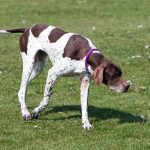 Old Danish Pointer – Dog Breed Information and Pictures