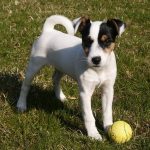 Parson Russell Terrier – Dog Breed Information and Pictures