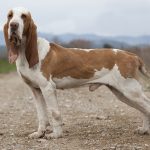 Sabueso Español – Dog Breed Information and Pictures