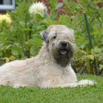 Soft-Coated Wheaten Terrier – Dog Breed Information and Pictures