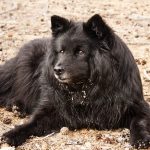 Swedish Lapphund – Dog Breed Information and Pictures