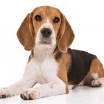 The Beagle – Dog Breed Information and Pictures