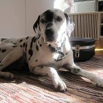 The Dalmatian – Dog Breed Information and Pictures
