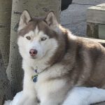 The Siberian Husky – Dog Breed Information and Pictures