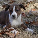 Treeing Cur – Dog Breed Information and Pictures