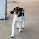 Treeing Walker Coonhound – Dog Breed Information and Pictures