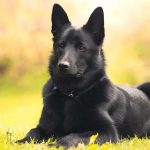 Black Norwegian Elkhound – Dog Breed Information and Pictures