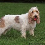 Briquet Griffon Vendeen – Dog Breed Information and Pictures