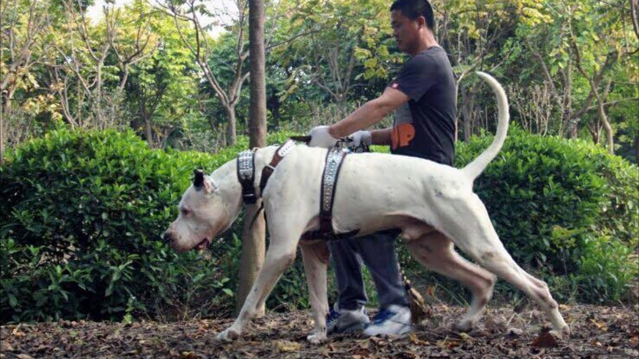 Bully Kutta Dog Breed Information And Pictures Livelife