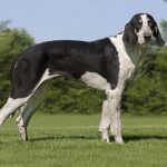 Chien Francais Blanc et Noir – Dog Breed Information and Pictures
