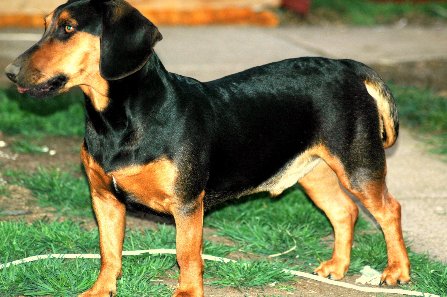 Lithuanian Hound Dog Breed Information And Pictures Livelife