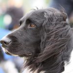 Münsterländer – Dog Breed Information and Pictures