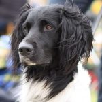 Münsterländer (Large) – Dog Breed Information and Pictures
