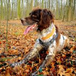 Münsterländer (Small) – Dog Breed Information and Pictures
