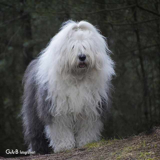Old English Sheepdog – Dog Breed Information and Pictures | Livelife