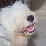 Old English Sheepdog – Dog Breed Information and Pictures