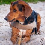 Serbian Hound – Dog Breed Information and Pictures