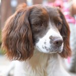 Springer Spaniel – Dog Breed Information and Pictures