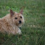 The Cairn Terrier – Dog Breed Information and Pictures