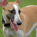The Whippet – Dog Breed Information and Pictures