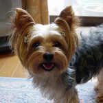 The Yorkshire Terrier – Dog Breed Information and Pictures